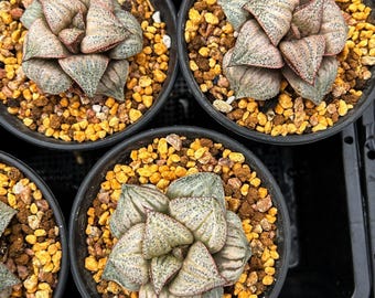 Live Succulents -rare Succulents - Haworthia Taj Mahal - Etsy