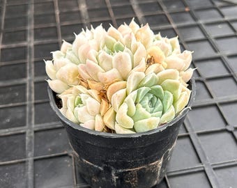 Levande suckulenter - Sällsynta suckulenter - Echeveria White Elegans Monanthes polyphylla