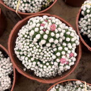 Live Cactus-Rare Cactus-Maihueniopsis Darwinii