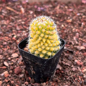 Cacto vivo-Cacto raro-Mammillaria jaliscana vermelho