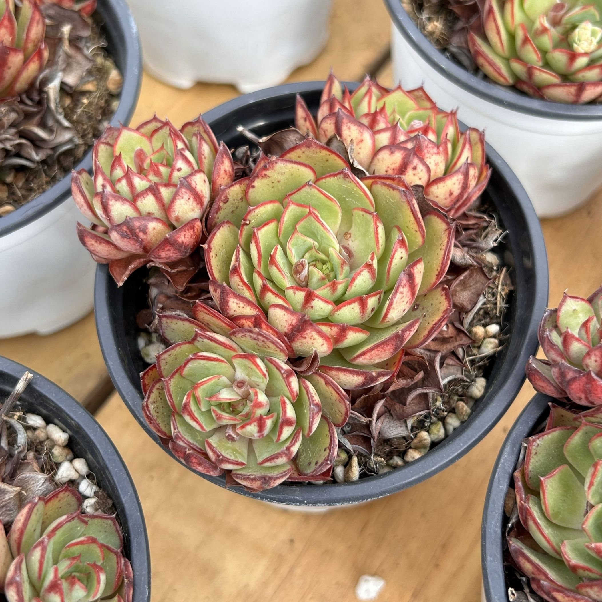 生きた多肉植物 - 珍しい多肉植物 - エケベリア エルザ - Etsy 日本