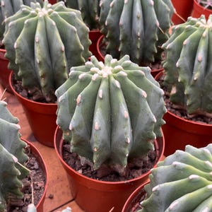 Cacto Vivo-Raro Cacto-Ferocactus Glaucescens