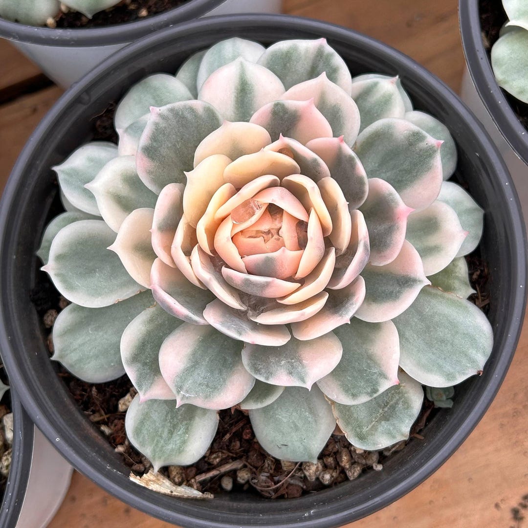 echeveria ブルゾン il_1080xN.6437364569_e33d.jpg