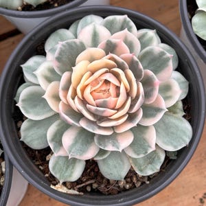 Live Succulents -Rare Succulents - Echeveria Onslow Variegated