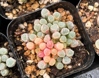 生きた多肉植物 - 珍しい多肉植物 - フェネストラリア ロパロフィラ 斑入り