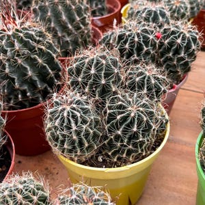 Cacto vivo-Cacto raro-Echinocereus russanthus
