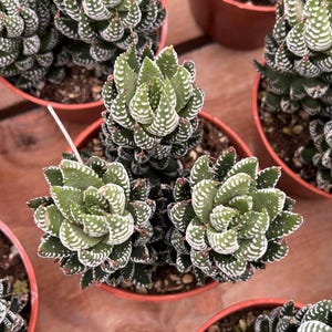 Levende vetplanten - Zeldzame vetplanten - Haworthia reinwardtii