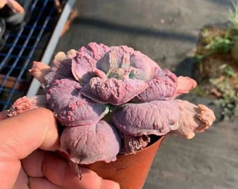 Żywe sukulenty -Rzadkie sukulenty -Echeveria 'Baron Bold'