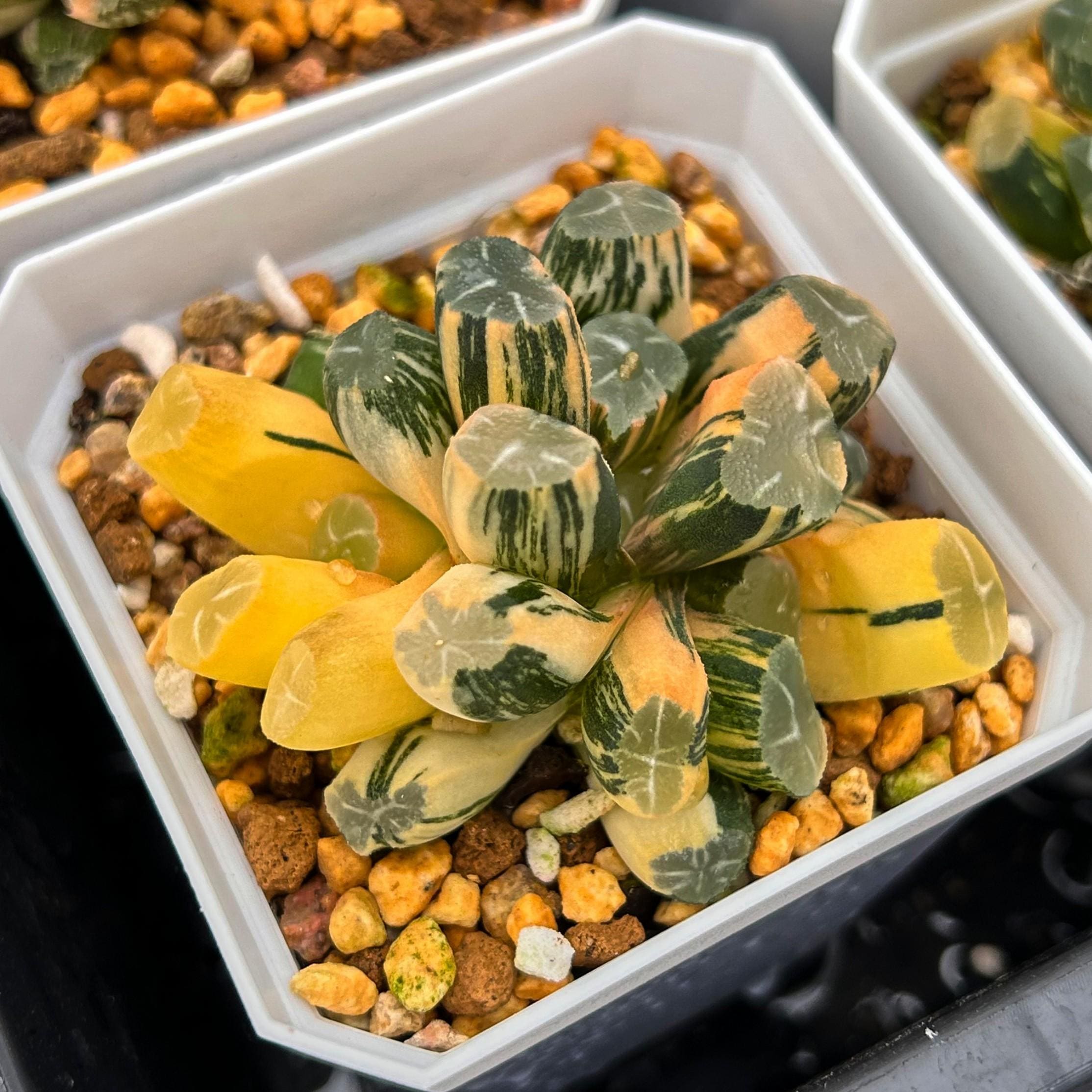 Live Succulents -Rare Succulents -Haworthia maughani OM variegated