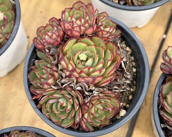 生きた多肉植物 - 珍しい多肉植物 - エケベリア エルザ - Etsy 日本