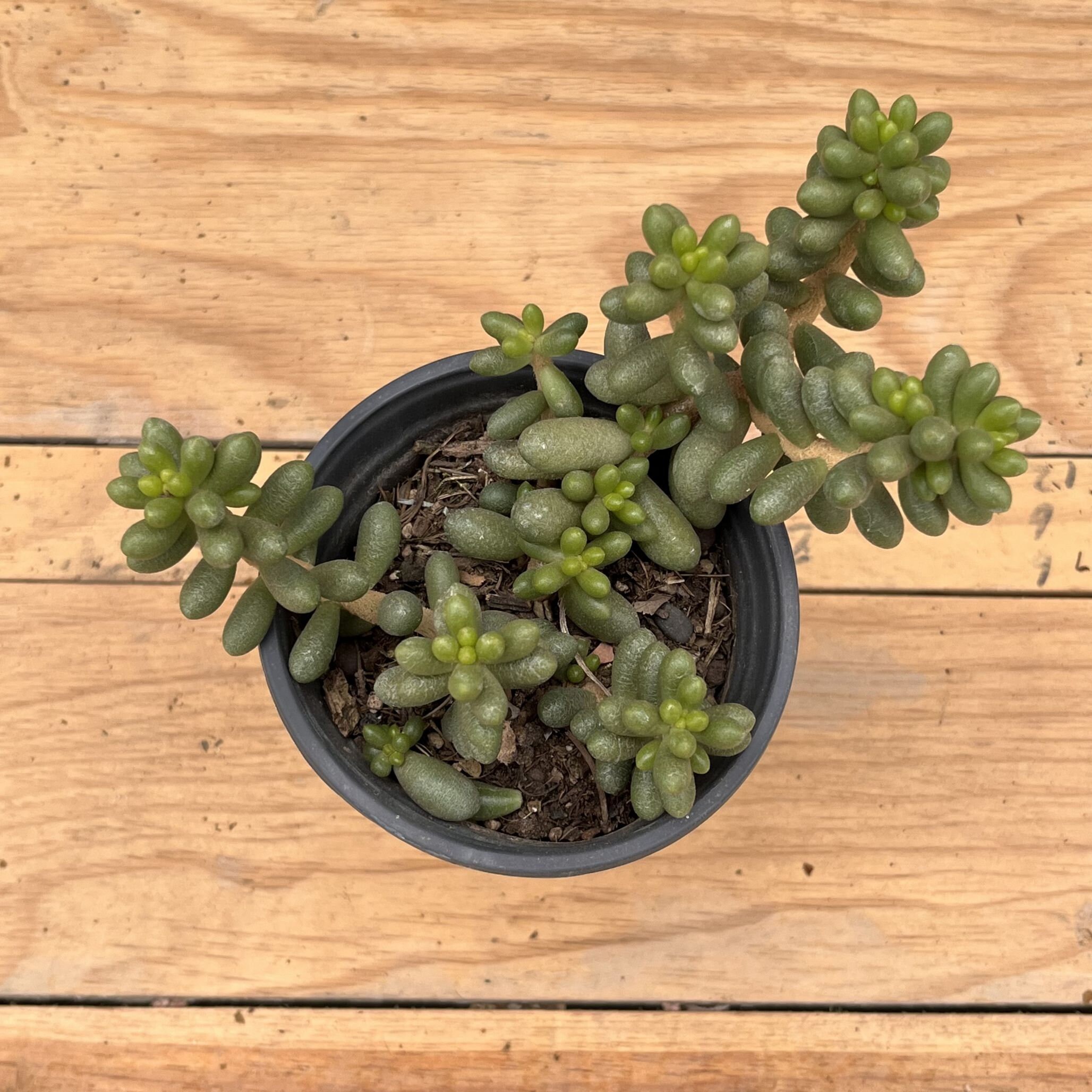 Live Succulents -rare Succulents -multihead Succulents -sedum