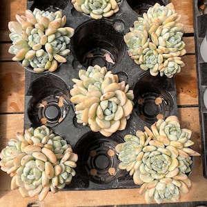 Live Succulents - Echeveria Laui x Clavatum - Thumbnail 4