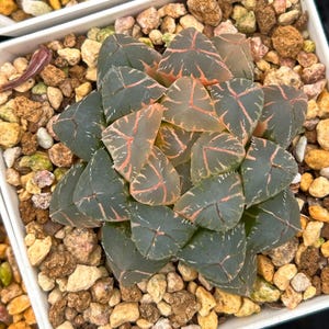Live Succulents -Rare Succulents -Haworthia cooperi OH variegated