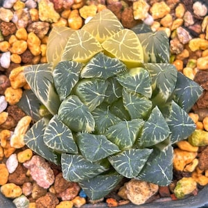Live Succulents -Rare Succulents -Haworthia cooperi faction