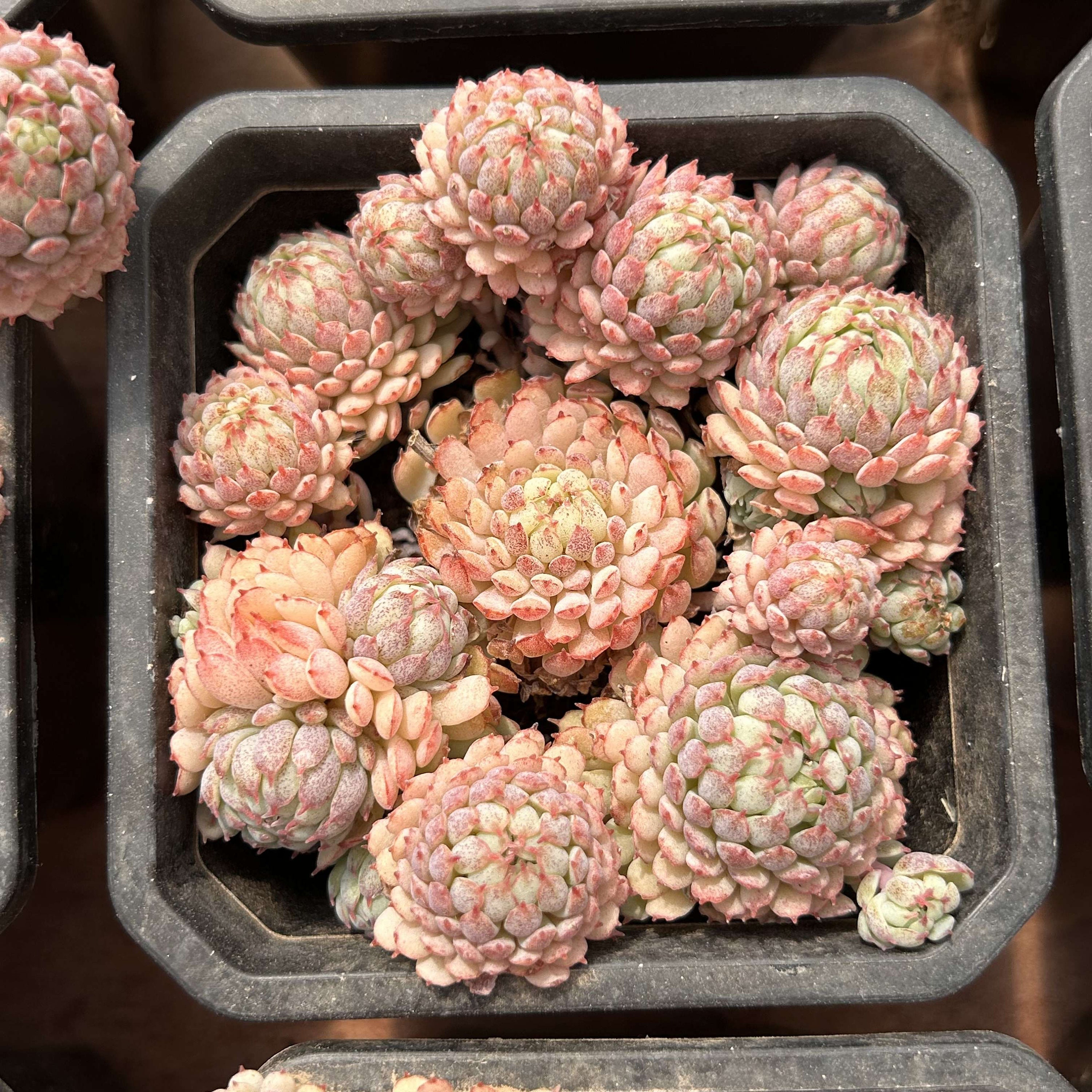Live Succulents -rare Succulents -echeveria 'vincent Catto' - Etsy