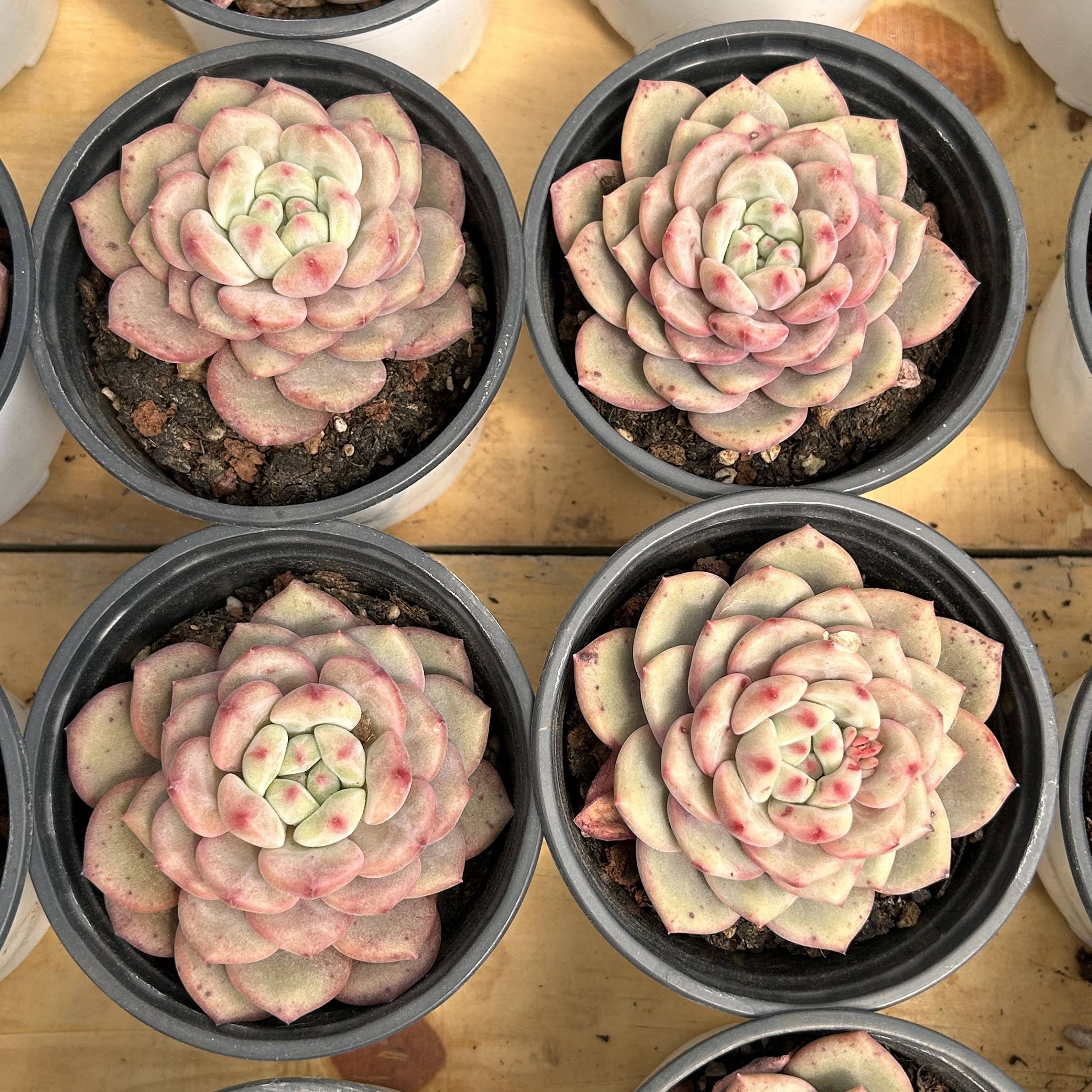 生きた多肉植物 - 珍しい多肉植物 - エケベリア アリエル - Etsy 日本