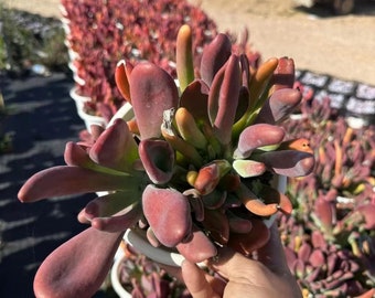 Levende vetplanten - Zeldzame vetplanten - Multihead vetplanten - Kalanchoe tomentosa Fire Fox