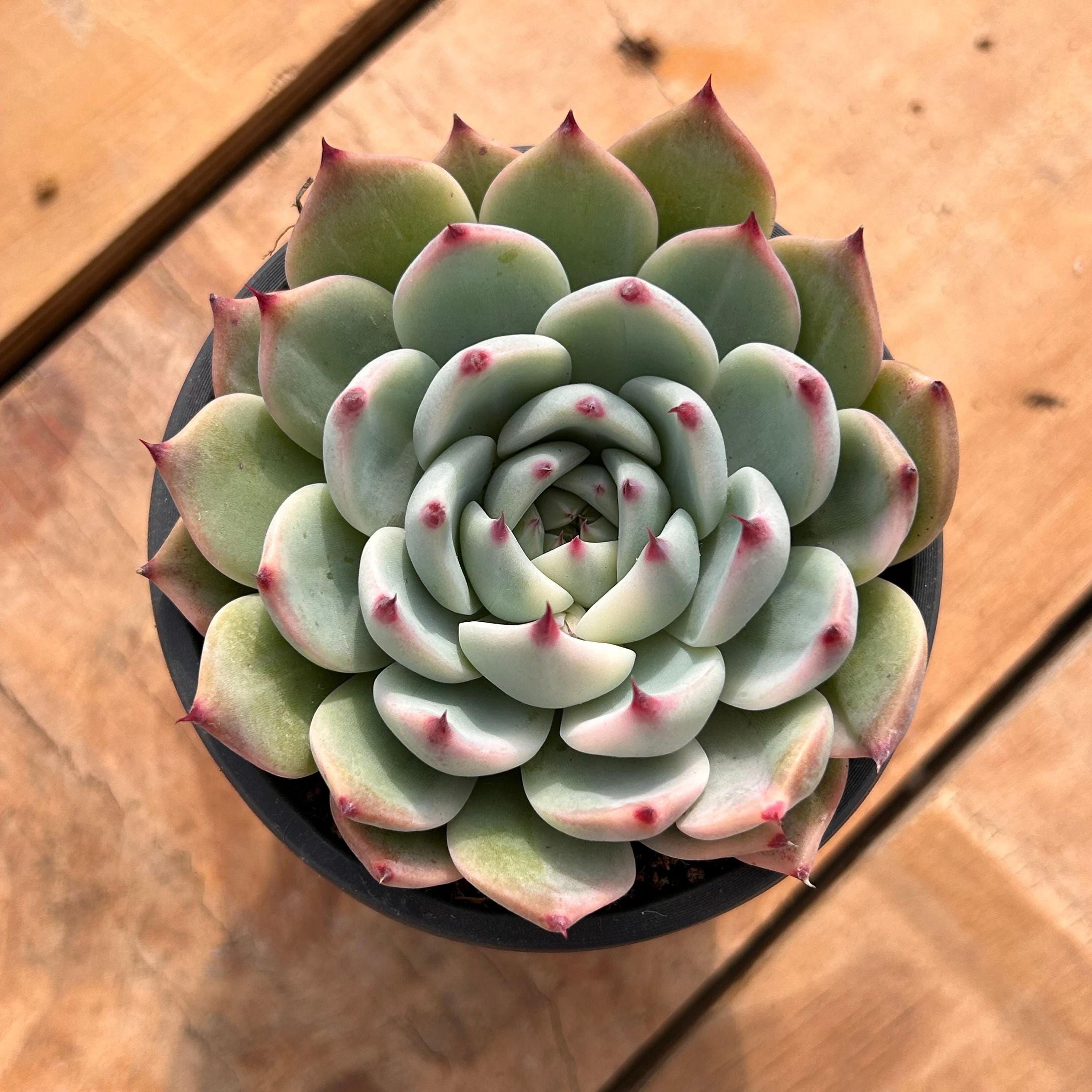 多肉植物 生きた多肉植物 - 珍しい多肉植物 - 多頭多肉植物 - エケベリア