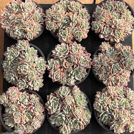 Live Succulents -rare Succulents -echeveria 'rose Queen' Ice