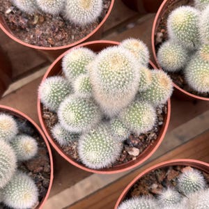 Cacto Vivo-Raro Cactus-Rebutia muscula