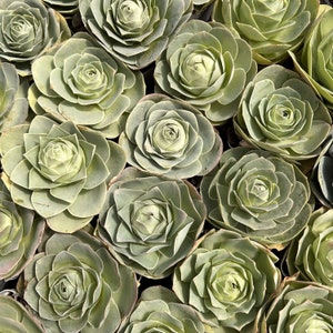 Live Succulents -Rare Succulents -Greenovia  Pink Mountain Rose