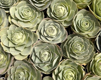 Lebende Sukkulenten -Seltene Sukkulenten -Greenovia Pink Mountain Rose