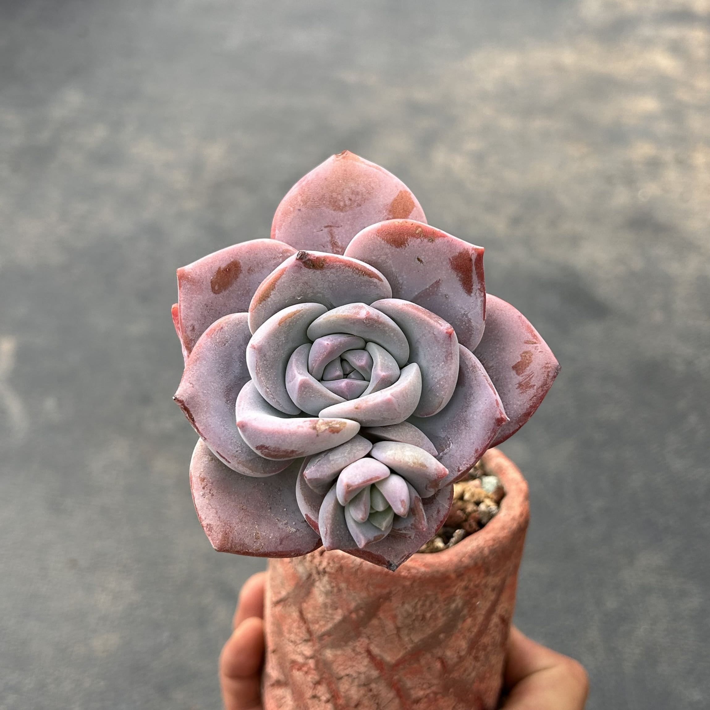 生きた多肉植物 - 珍しい多肉植物 - エケベリア サクラ フォール