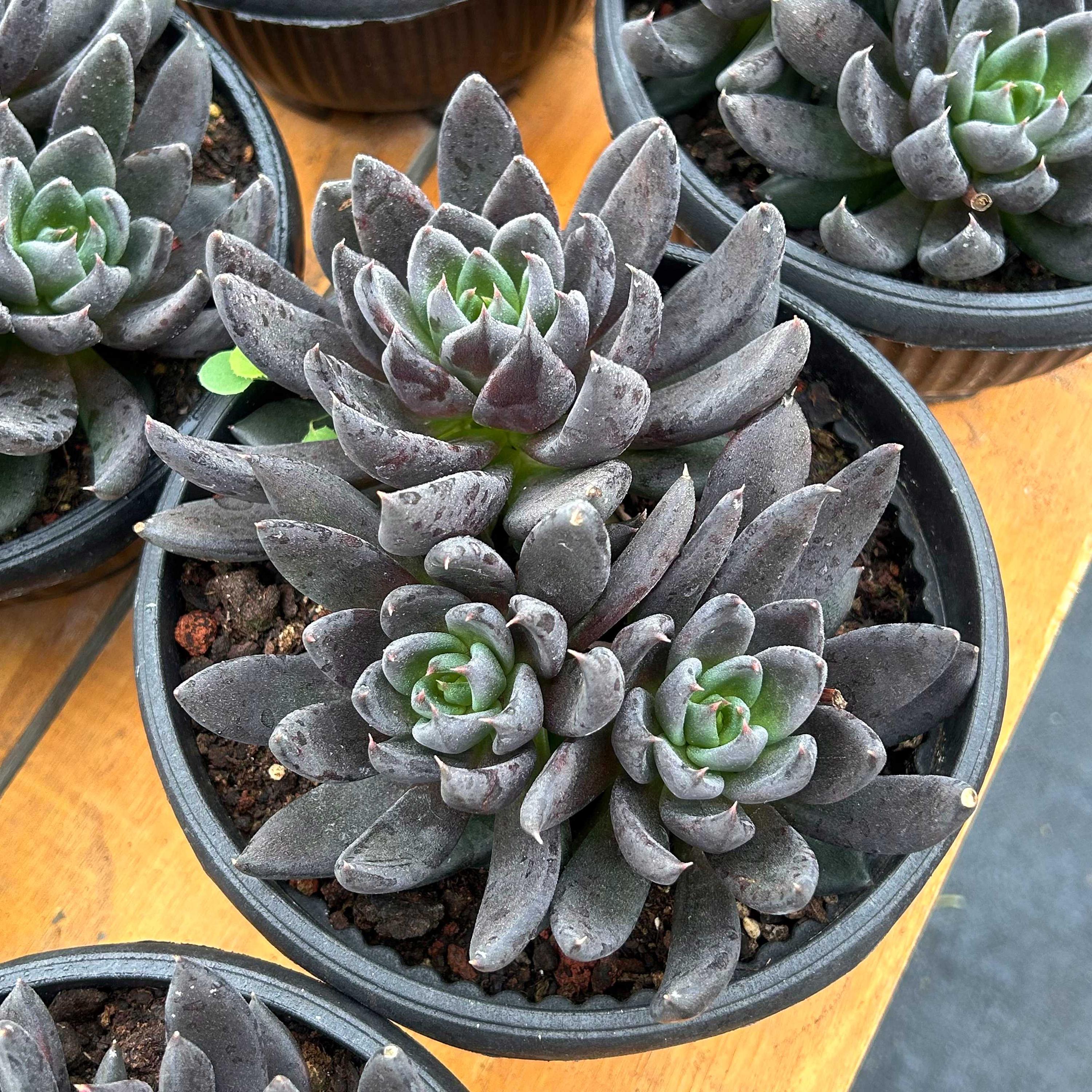 Echeveria seeds - Etsy 日本