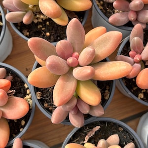 Live Succulents -Rare Succulents -Multihead Succulents - Pachyphytum Captain Jessop