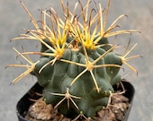 Live Cactus-seltener Kaktus-Glandulicactus Unicatus - Etsy.de