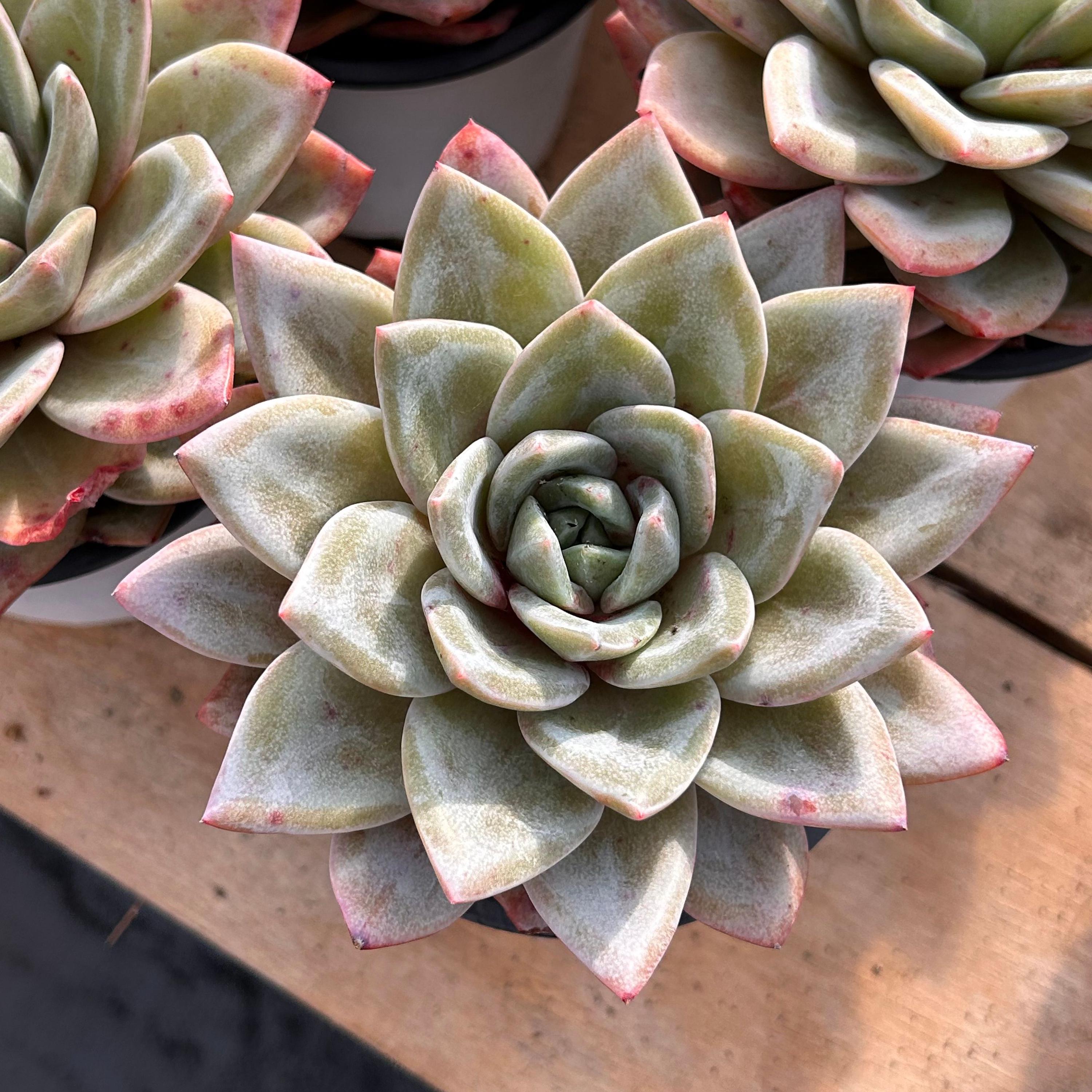 Live Succulents -rare Succulents -multihead Succulents - Echeveria