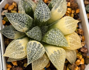 Suculentas vivas - Suculentas raras - Haworthia Picta Variegated