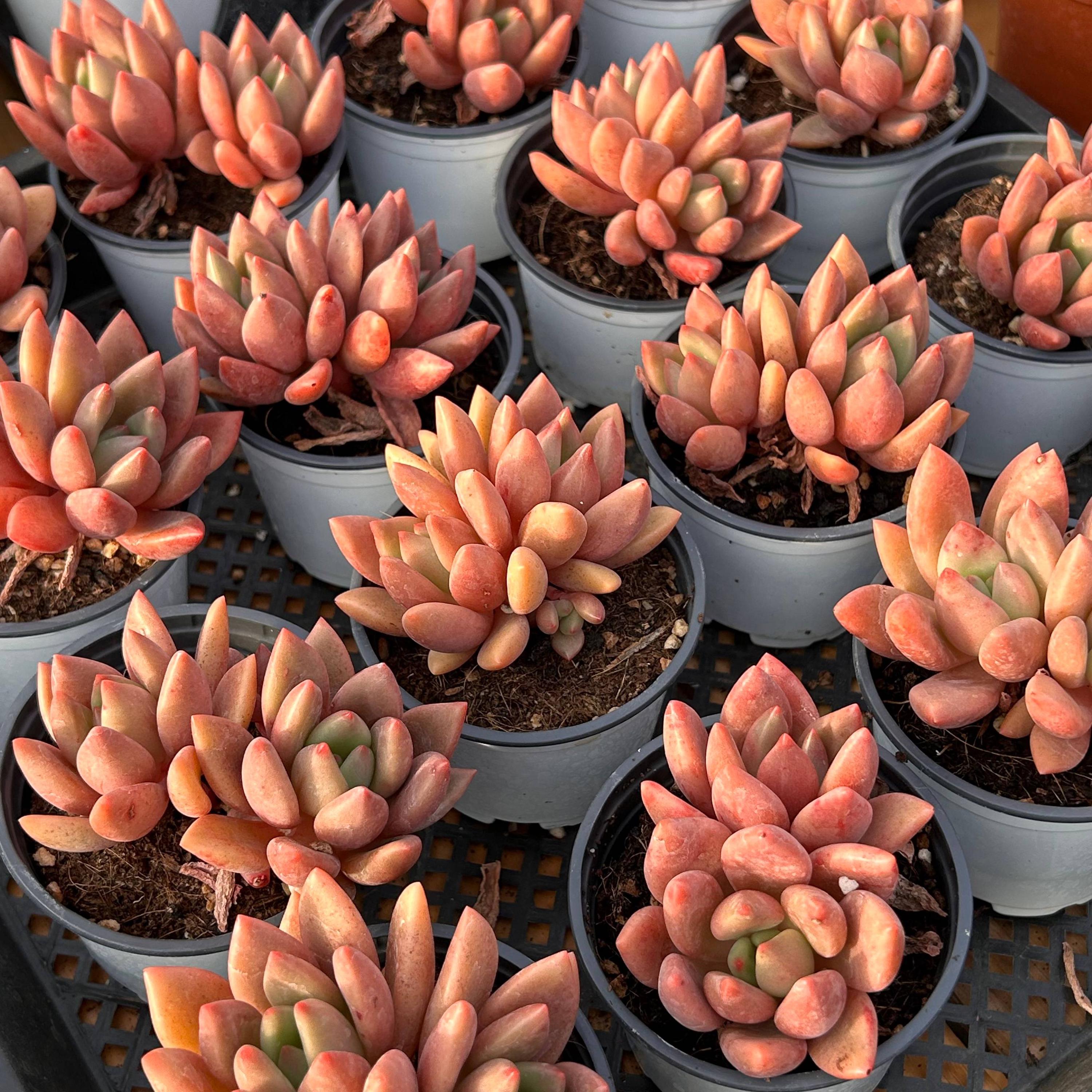 生きた多肉植物 - 珍しい多肉植物 - 多頭多肉植物 - エケベリア