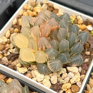 Live Succulents -Rare Succulents -Haworthia Cooperi Baker