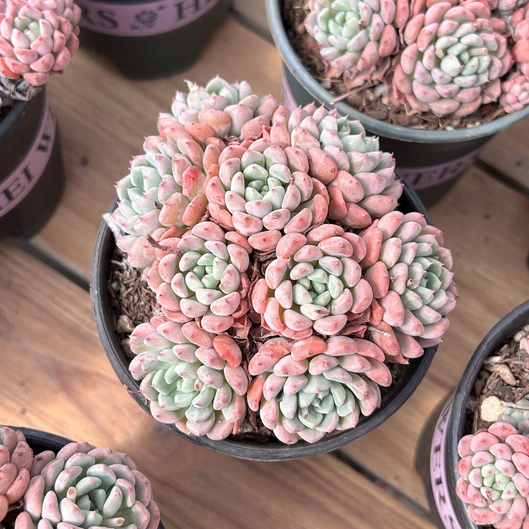 Live Succulents -rare Succulents - Echeveria Bella Rouge - Etsy