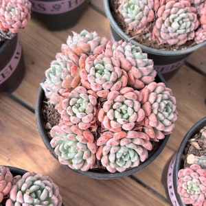 May include: A close-up of a succulent plant with pink and green leaves. The plant is in a black pot and is surrounded by other plants.