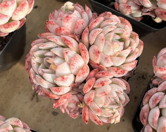 Lebende Sukkulenten -Seltene Sukkulenten - Echeveria 'sunshine rose'