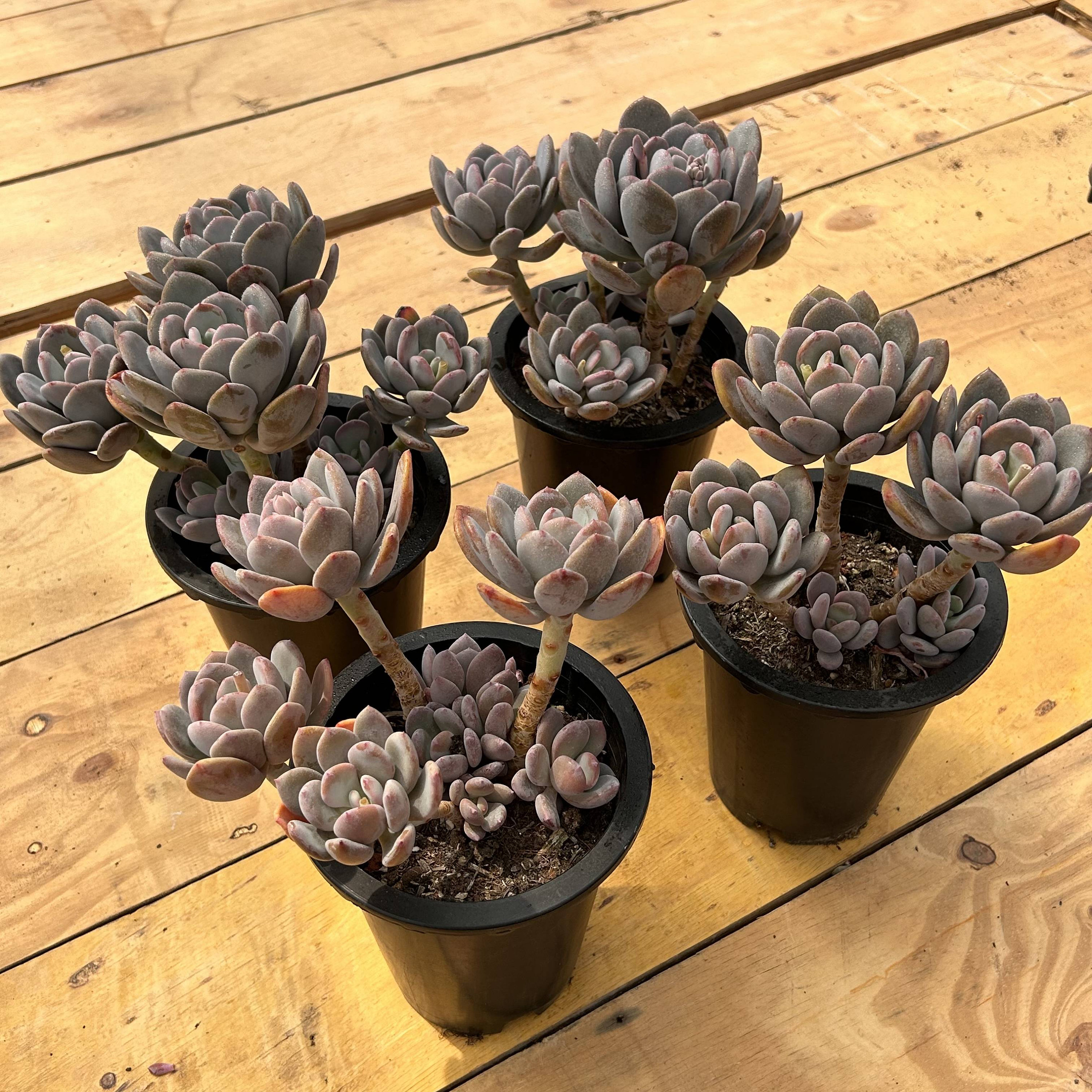 echeveria classic french trnusers サイズ2 Echeveria 'Chanel' 2