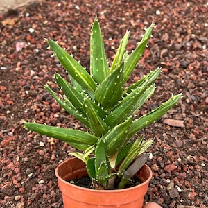 aloe vera öl für die haare Aloe Vera Gel Körper & Haare BIO 200ml