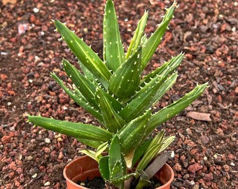 aloe vera gel haare wie lange einwirken lassen Aloe Vera Gel aus Apotheke – Feuchtigkeit & Pflege main image 1