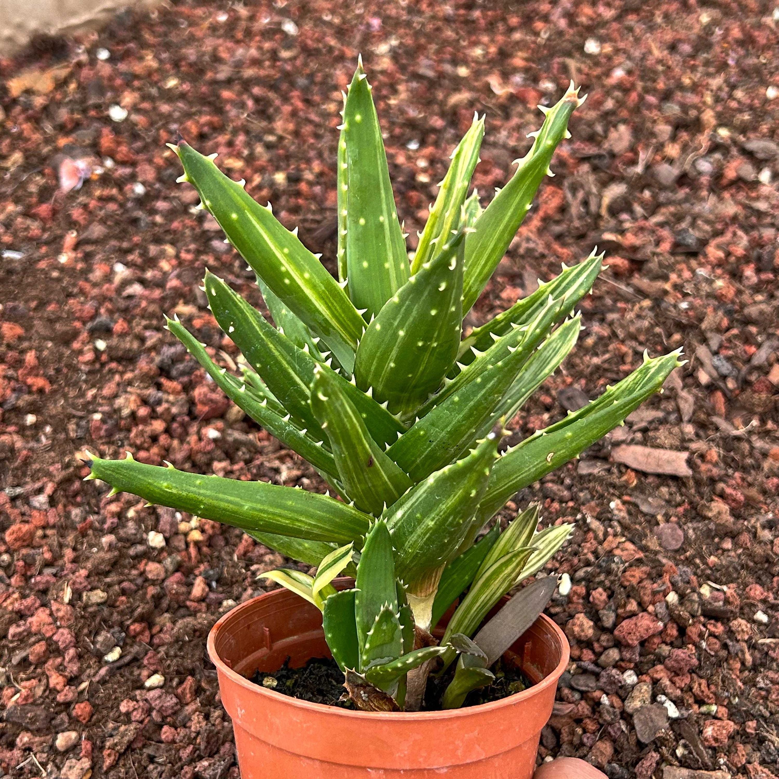 Aloe Mitriformis Variegata