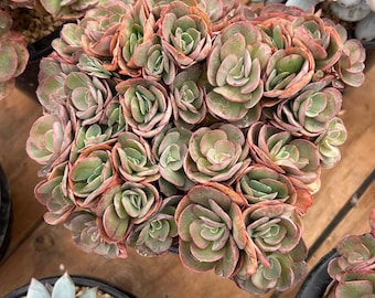 エケベリア シャビアナ トリュフ、多肉植物、多肉植物ギフト - Etsy 日本