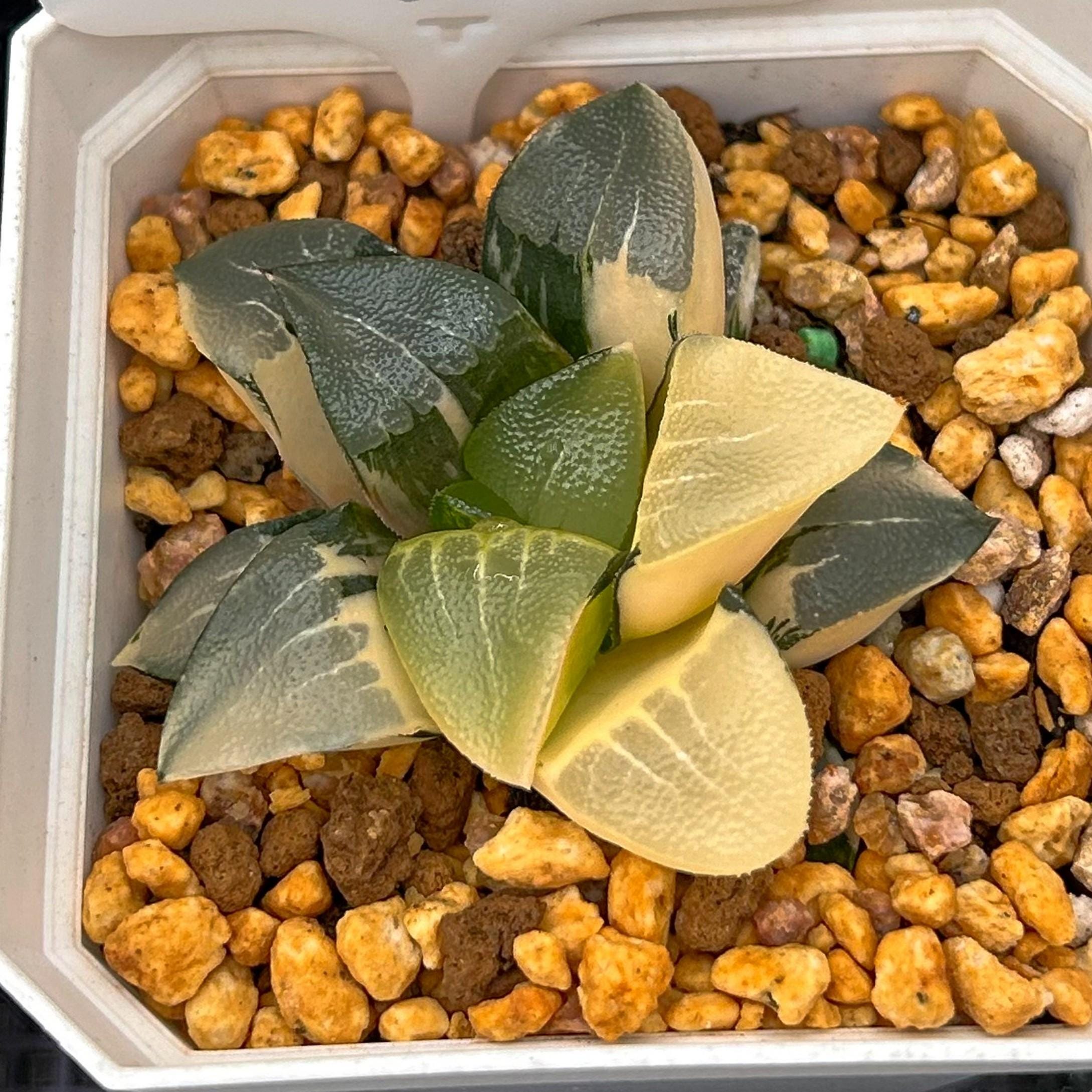 Żywe sukulenty - rzadkie sukulenty - Haworthia bayeri Nakajima Variegated
