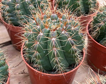 Cactus Red Flower Green King - Seltene Kakteen, Kaktus Pflanzen Lebend -  Etsy.de