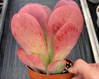 Levende vetplanten - Zeldzame vetplanten - Kalanchoe thyrsifolia