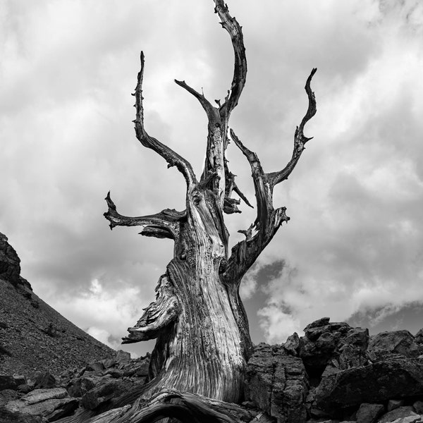 The Wizard, Ancient Limber Pine, Fine Art Black and White Photography, Western Art