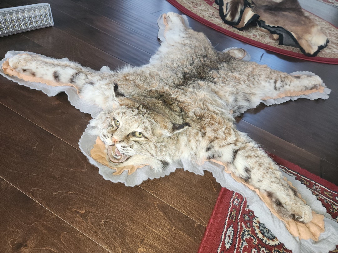 Bobcat Rug Etsy