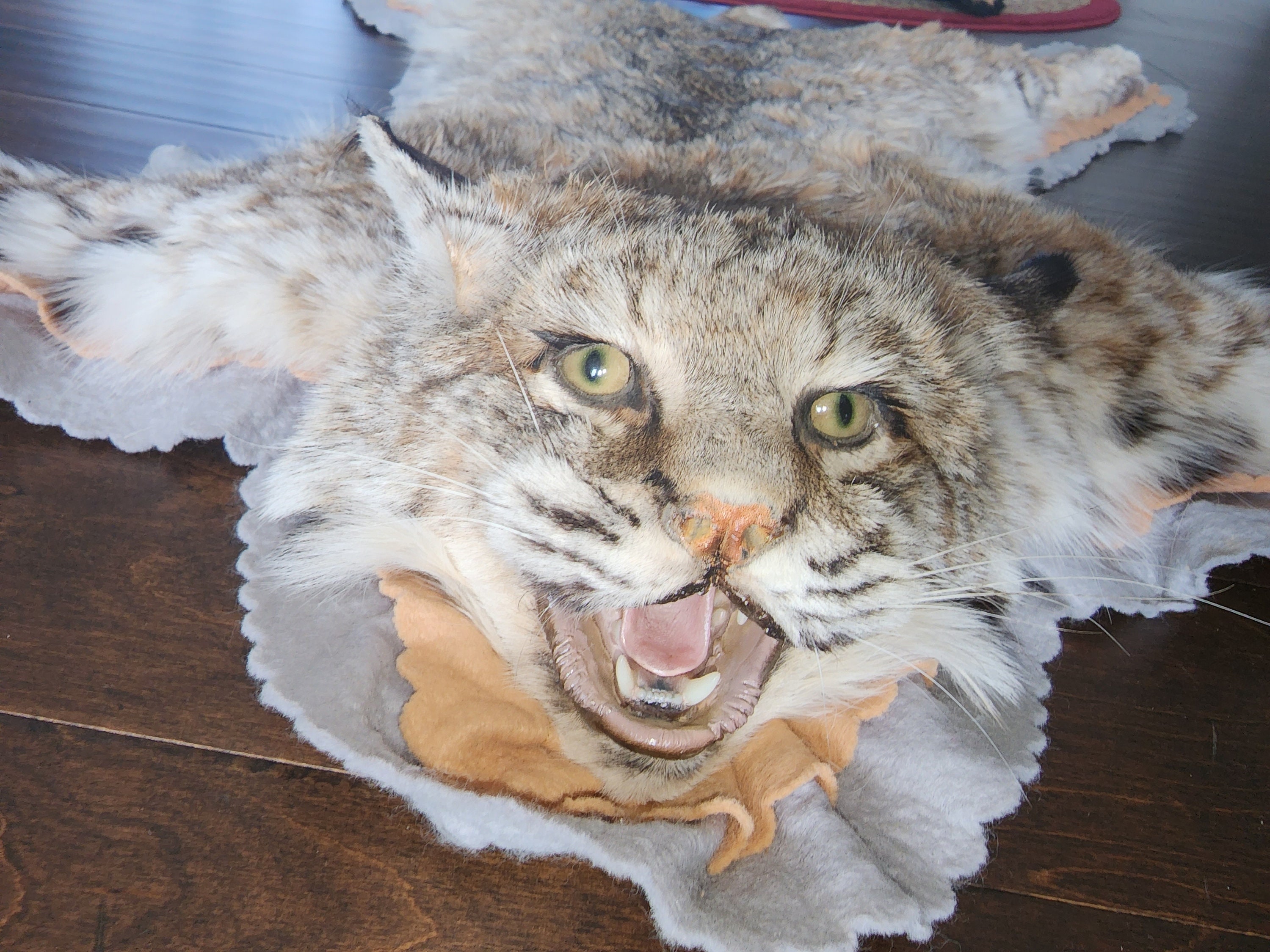 Bobcat Rug Etsy