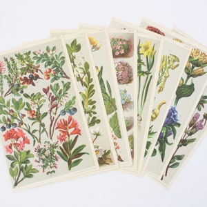 Tarjetas de flores antiguas de 1920 - originales - 1-8