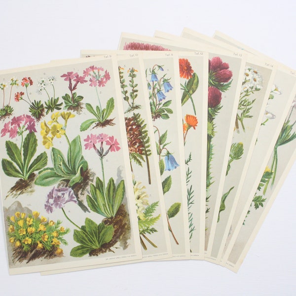 cartes de fleurs vintage de 1920 - originaux